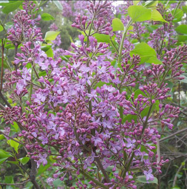 紫丁香盛花时节